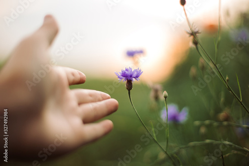 Cornflowers and hand in sunset light in summer meadow, selective focus. Gathering Wildflowers centaurea close up in warm light, summer in countryside. Save environment