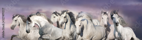 White horses free run in desert. Panorama for web