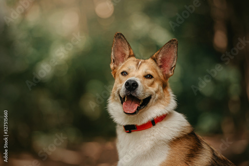 happy mixed breed dog in a collar posing outdoors