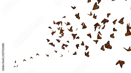 swarm of monarch butterflies, Danaus plexippus group isolated on white background 