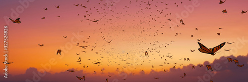 swarm of monarch butterflies, Danaus plexippus group during sunset 