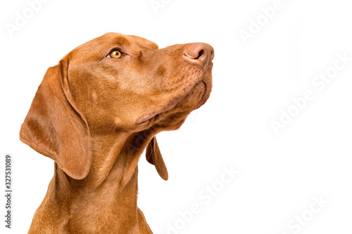 Cute hungarian vizsla dog side view studio portrait. Dog looking to the side headshot isolated over white background.