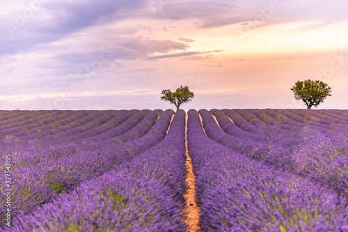 Artistic spring summer landscape. Pastel colors of sunset field. Lavender field summer sunset landscape with two tree near Valensole.Provence, France