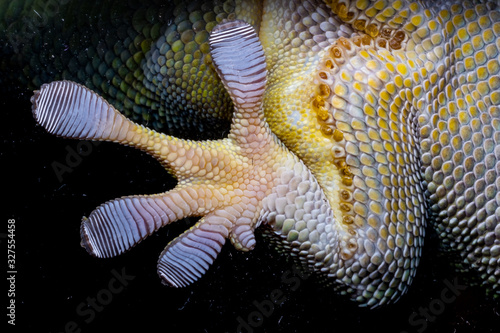 Gecko animal on the night life with black background pattern Close up Gecko leg, Fingers black backdrop