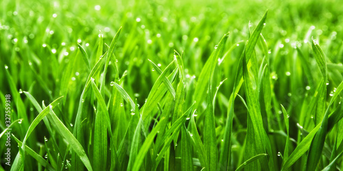Closeup of lush uncut green grass with drops of dew in soft morning light 