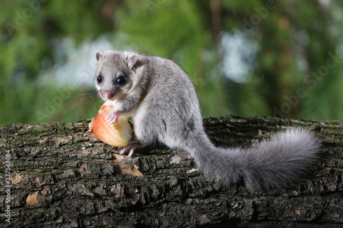 Cute Edible dormouse, Glis glis eat red apple