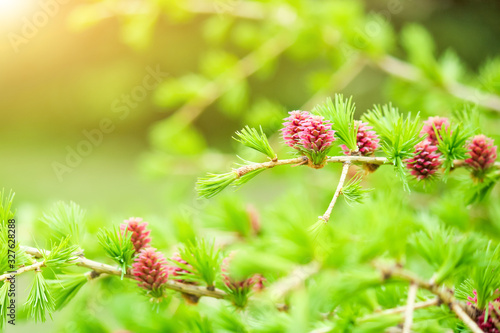 branches with young needles European larch Larix decidua with pink flowe