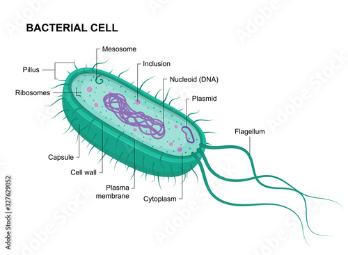 Vector bacterial cell anatomy isolated on white background. Educational illustration. Structure of prokaryotic