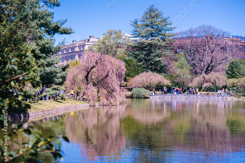 View of the Japanese Garden at Brooklyn Botanic Garden, New York City.