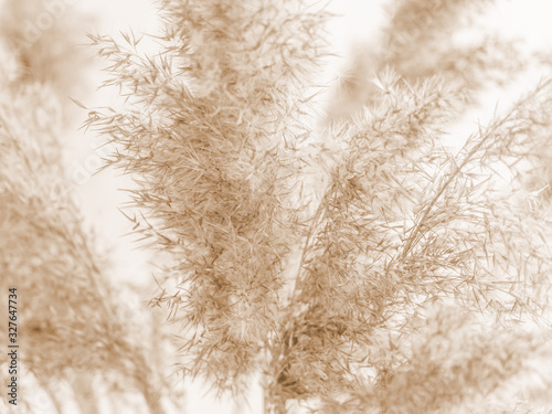 Dry beige reed on a white wall background. Beautiful nature trend decor. Minimalistic neutral concept. Closeup