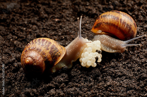 Snail Muller gliding on the wet leaves. Large white mollusk snails with brown striped shell, crawling on vegetables. Helix pomatia, Burgundy, Roman, escargot. Сaviar of snails. Reproduction