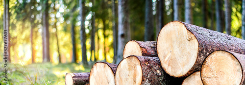 Log trunks pile, the logging timber forest wood industry. Wide banner or panorama wooden trunks