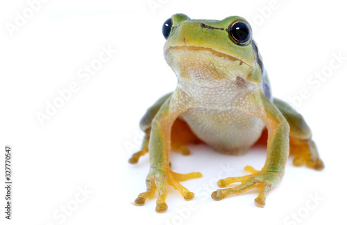 Green tree frog isolated on white background