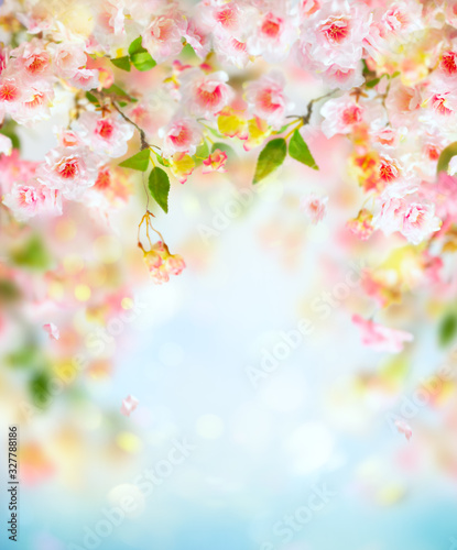  Beautiful pink and white cherry flowers on blurred light background. Spring floral background with copy space.