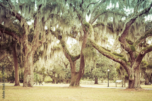 Mossy Oak Trees in green summer park. Jekyll Island, Georgia, USA