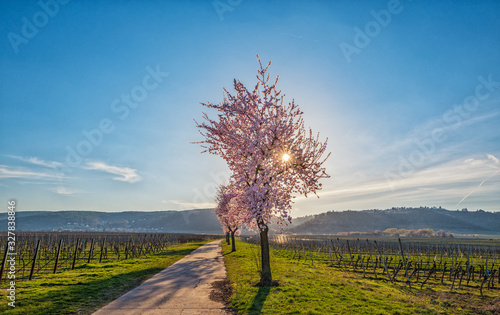 blooming almond trees in palatinate