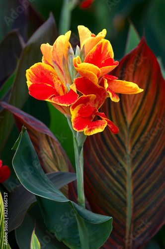 Close up of Canna 1 Lucifer