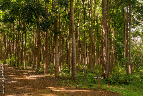 Pathway of the Wai Koa Loop trail or track leads through plantation of Mahogany trees in Kauai, Hawaii, USA