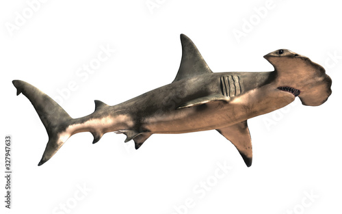 A hammerhead shark shown from a low angle, isolated on a white background. 3D rendering