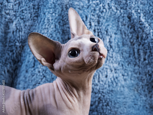 Sphynx cat hairless