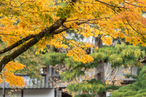 Colorful maple leaves autumn season on nature background