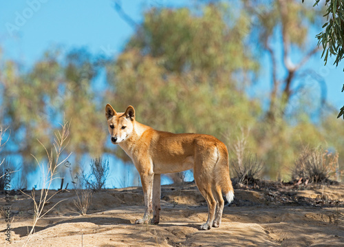  A wild Dingo in the far outback of Queensland, Australia.