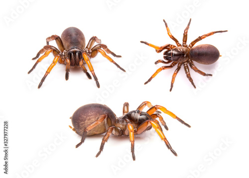 Close up trapdoor spider on white background.