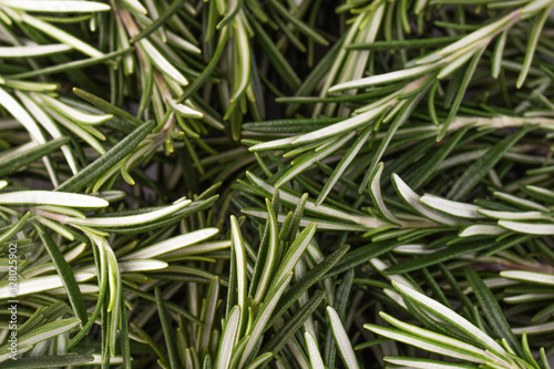 Fresh rosemary - plant twigs pattern background