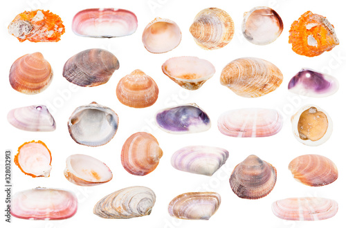 set of old shell of clams isolated on white