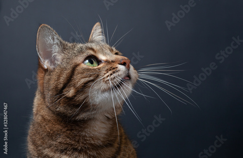 Brown tabby cat portrait on black background