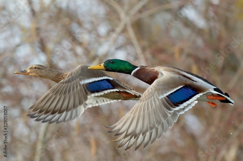 A pair of mallard ducks in fast flight, closeup. Flying over lake. Autumn colored leaves of trees in the background. Genus species Anas platyrhynchos.