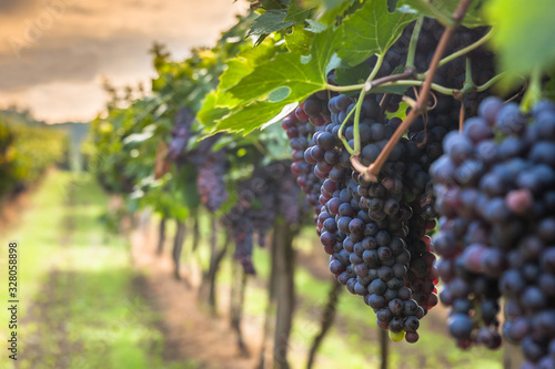 grape harvest Italy