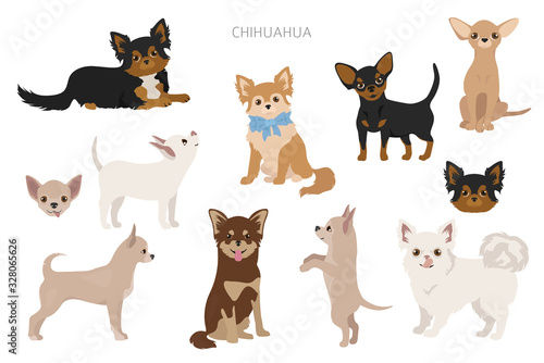Chihuahua dogs in poses. Different varieties of coat color set