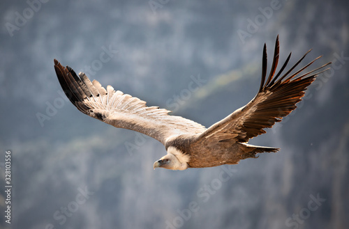 Vautour Fauve du Parc du Verdon, Alpes de Haute-Provence, France 