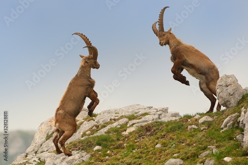 Alpine ibex - Capra Ibex pasturing and mating and dueling in Slovenian Alps. Typical horned animal of the high mountains