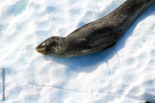 Leopard seal on an iceberg floating in the cold waters of the Antarctic Peninsula, Antarctica
