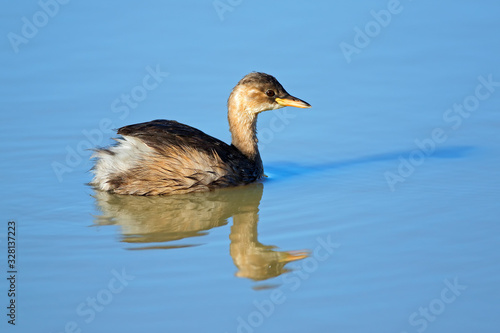 Little grebe (Tachybaptus ruficollis) swimming, South Africa.