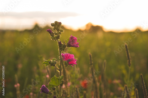 Colorful flowering herb meadow with colorful blooming wildflowers. Bee pasture for honey production in sunlight. Meadow flowers photographed landscape format suitable as wall decoration in the wellnes