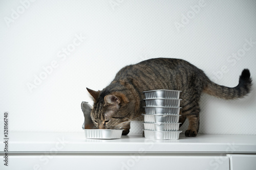 tabby shorthair cat eating cat food from aluminum container in front of white background with copy space