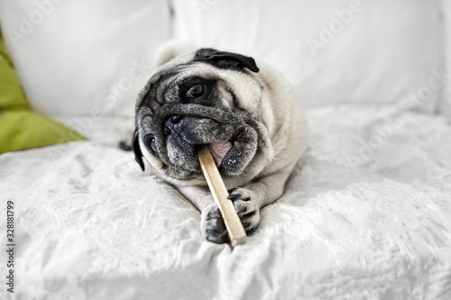 Dog chewing a bone, old pug gnaws a bone, mops dog eating pet food