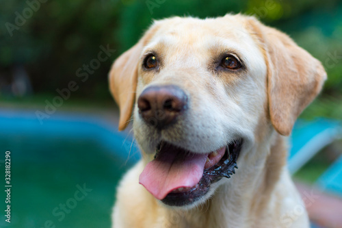 Perro labrador amarillo feliz en un parque hogareño