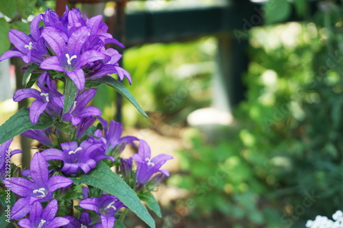 Giant Bellflower Plants (Campanula Latifolia)