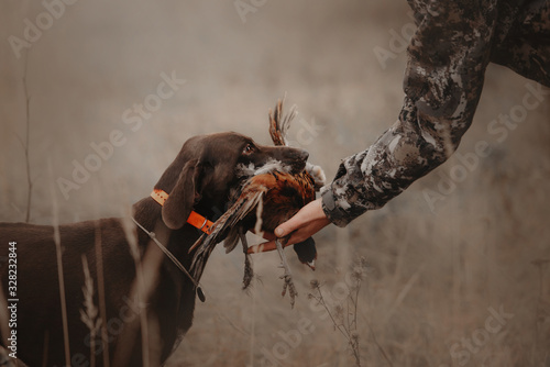 hunting dog gives pheasant game to owner