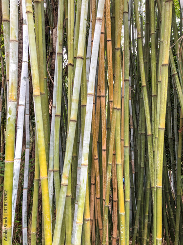 Giant timber bamboo