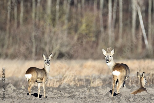 roe-deer