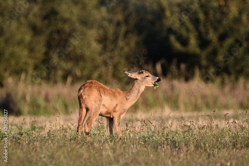 roe-deer