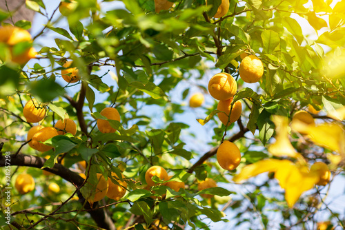 Lemon tree with ripe fruits. Branch of fresh ripe lemons with leaves in sun beams. Mediterranean citrus grove