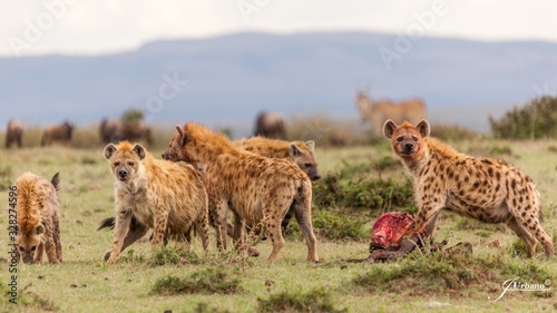 Manada de hienas devorando a sus presas