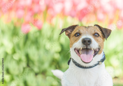Hello spring concept with happy smiling pet dog walking in park