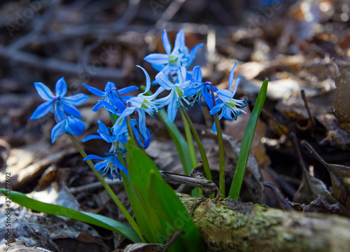 Primrose, the first spring flower - Scilla bifolia .